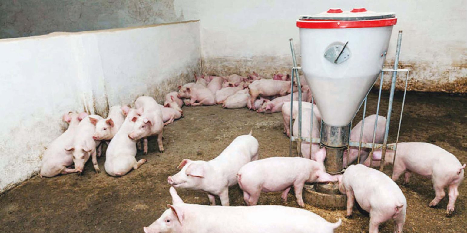 Свиней зона. Свинья ландрас. Свиноводство в Польше. Поросята подрощенные. Выращивание свиней по канадской технологии.