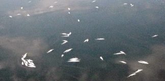 Εικόνες ρύπανσης και νεκρά ψάρια στην Παμβώτιδα